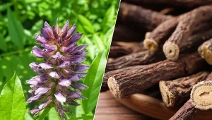 Okres kwitnienia lukrecji rozpoczyna się latem.