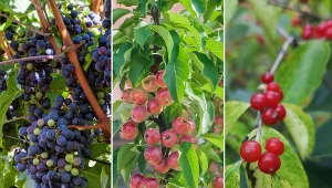 Własny ogród z drzewami owocowymi, choćby nawet niewielkich rozmiarów, to często sposób na spełnienie marzeń o własnych, zdrowych, niepryskanych owocach.