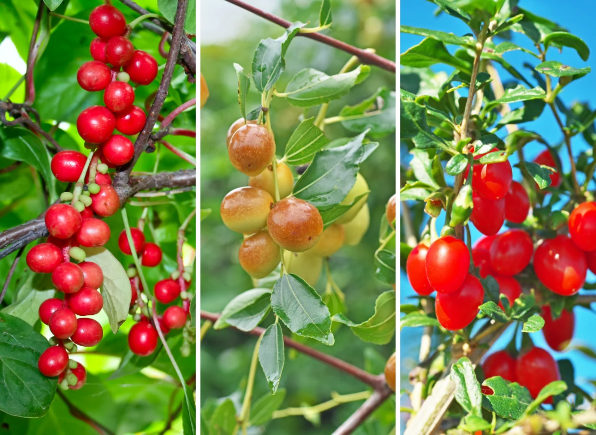 Rzadkie krzewy i drzewa owocowe mają wiele walorów