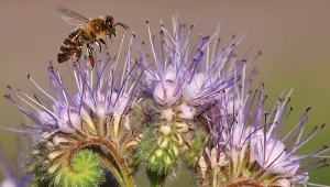 Miododajna facelia błękitna