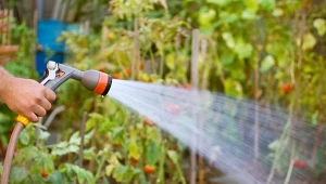 Kalendarz ogrodnika na lipiec 2022 ułatwi nam zadbanie latem o sad i ogród warzywny i balkon