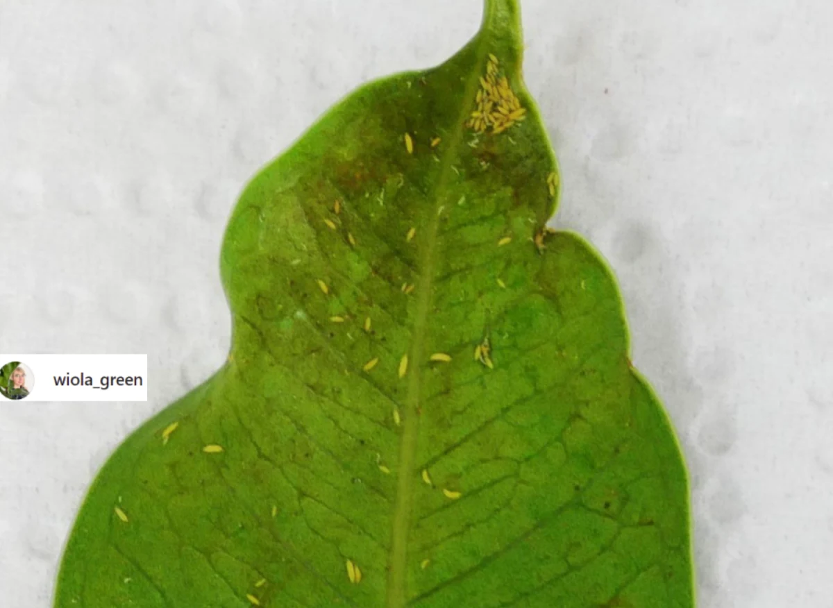 Objawem żerowania wciornastek mogą byćodbarwienia na liściach lub ich deformacja