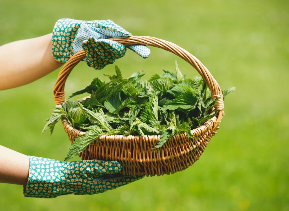 Pokrzywa uznawana jest z pospolity chwast