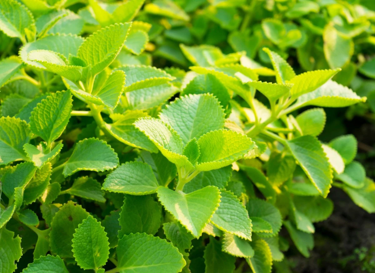 Oregano kubańskie posiada wiele właściwości leczniczych