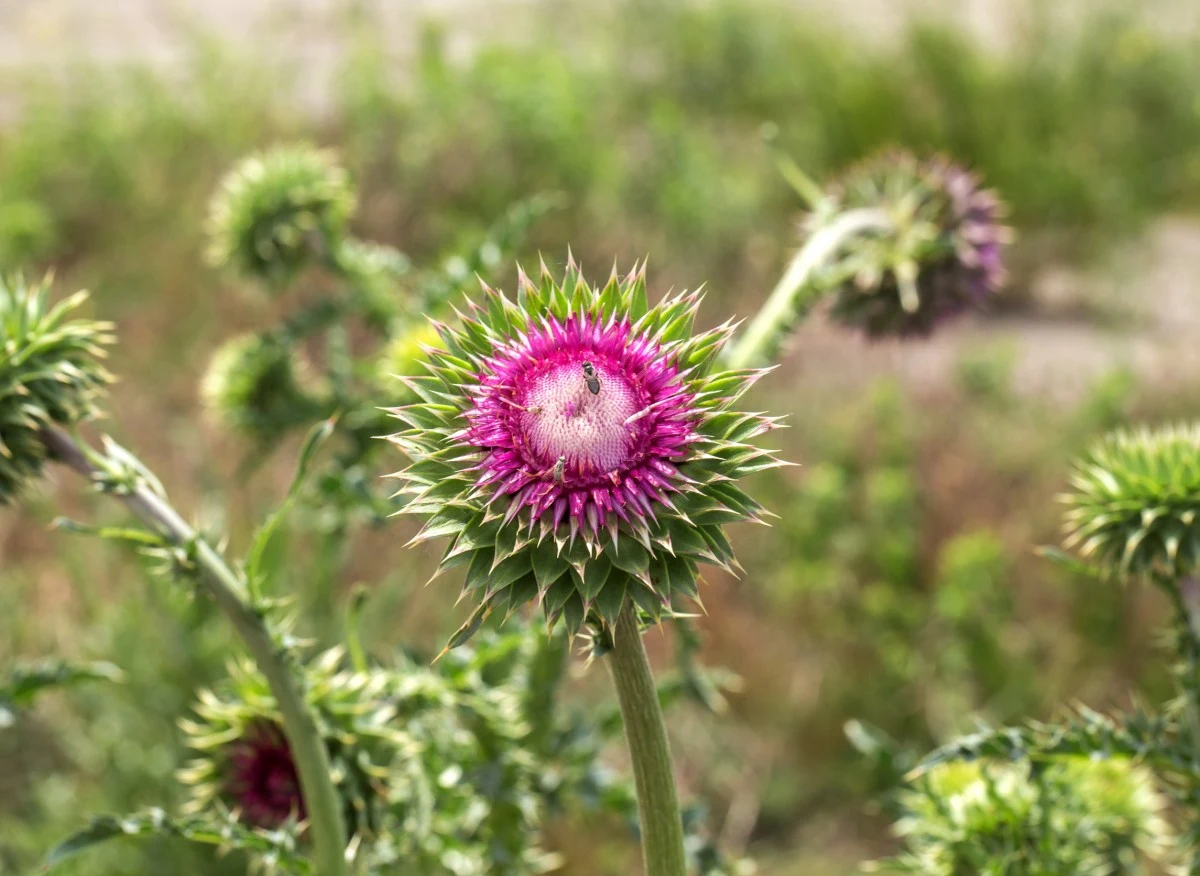 Ostropest kwitnie od lipca do sierpnia