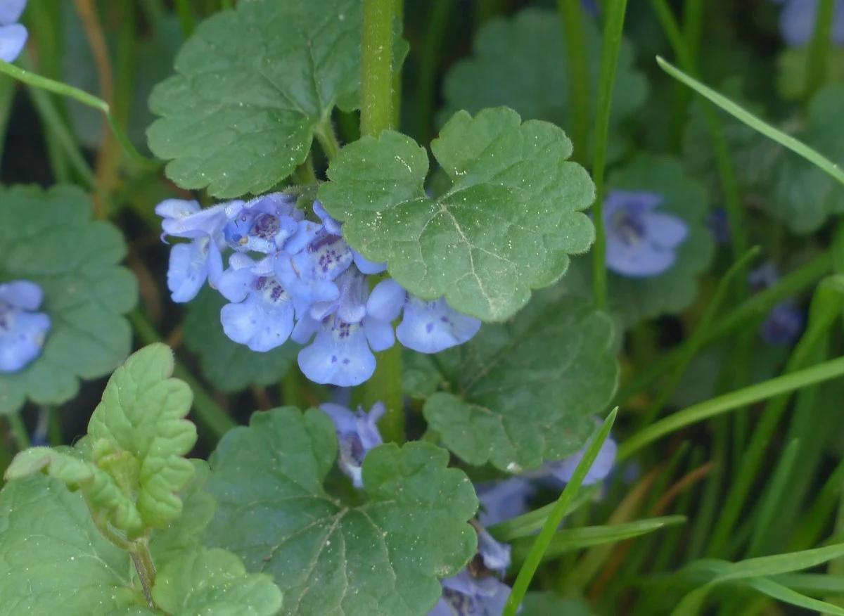 Pod żadnym pozorem nie niszcz tych rośliny