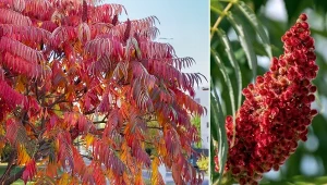 Sumak octowiec jest przepiękną rośliną, która jednak może stać się jednocześnie ozdobą, jak i przekleństwem ogrodu.
