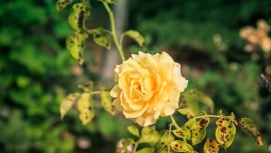 Decydując się na róże do ogrodu, warto pamiętać, że są to bardzo wymagające rośliny.