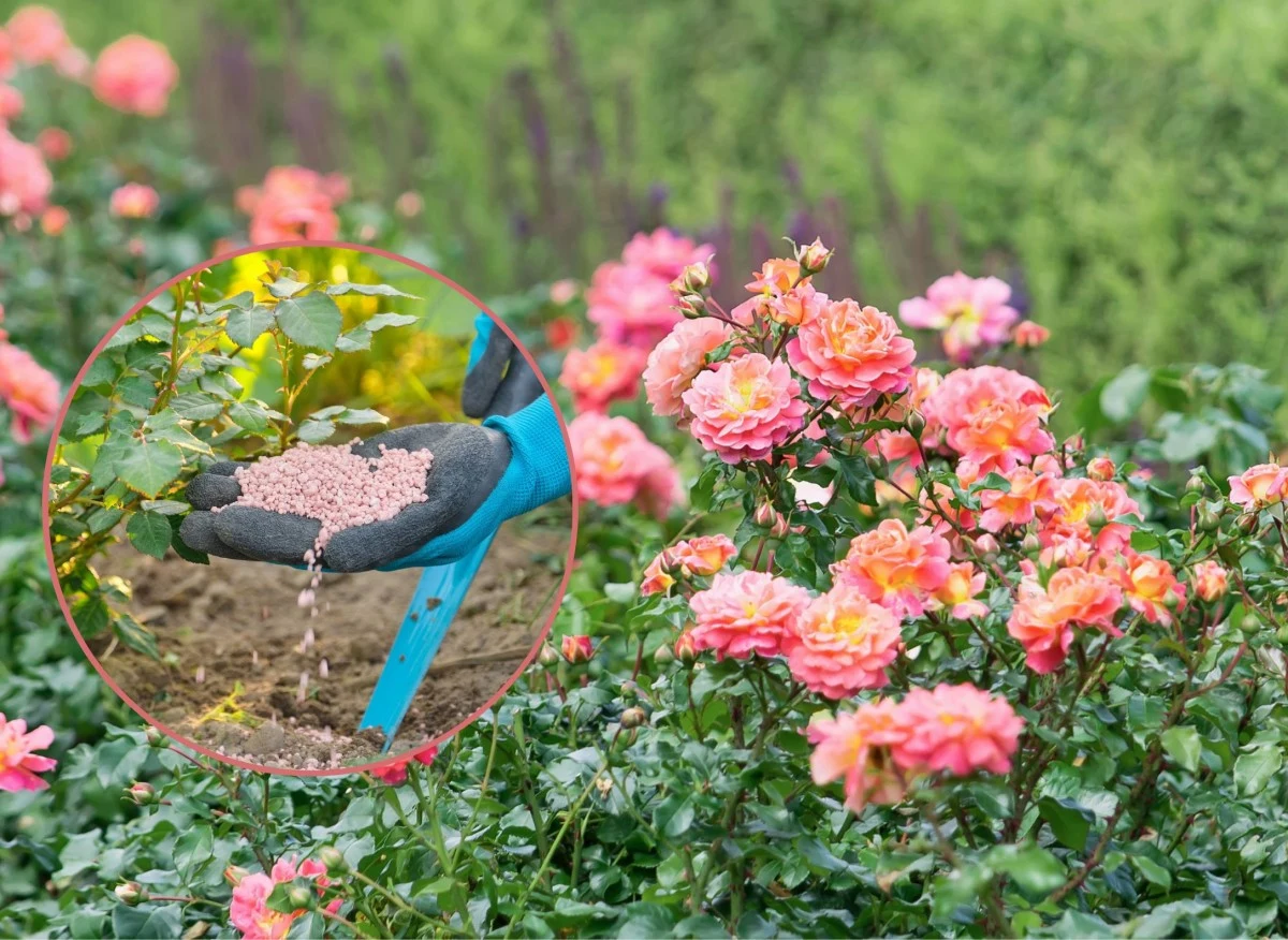 Nieodpowiednie czy złe podłoże dla krzewów różanych ma odczyn zasadowy lub kwaśny