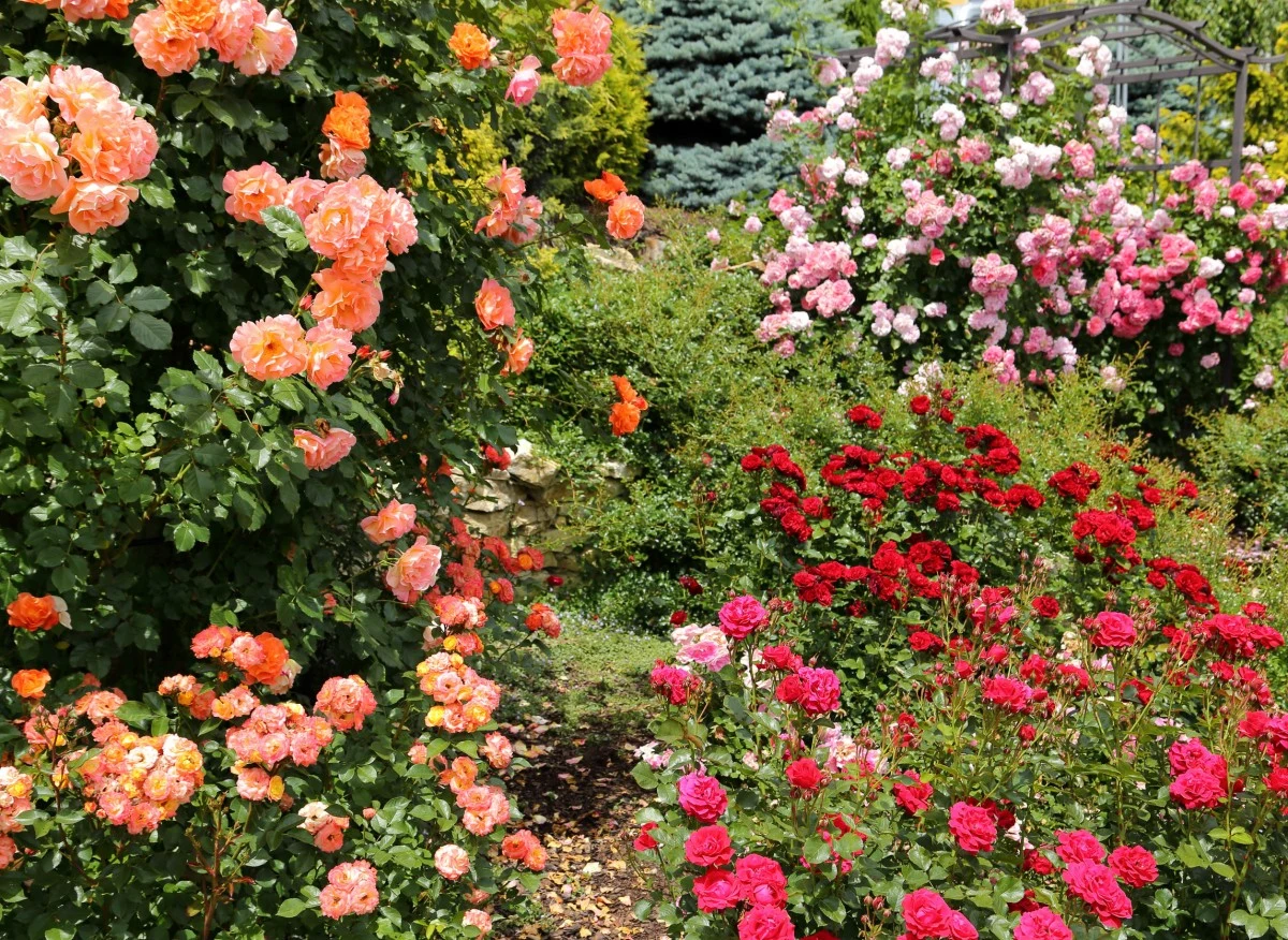 Ogród różany