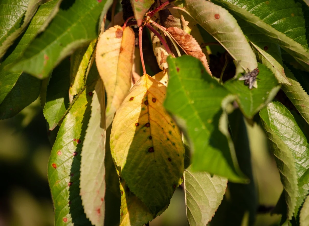 Fytoftoroza to groźna choroba grzybowa