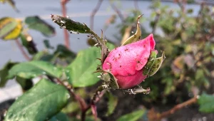 Mszyce to bardzo problematyczne szkodniki, które hamują wzrost rośliny, a w przypadku kwitnących gatunków – wysysają z nich soki.