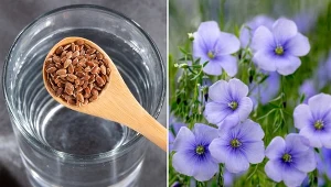 Już od dawna len był wykorzystywany na wiele sposobów.