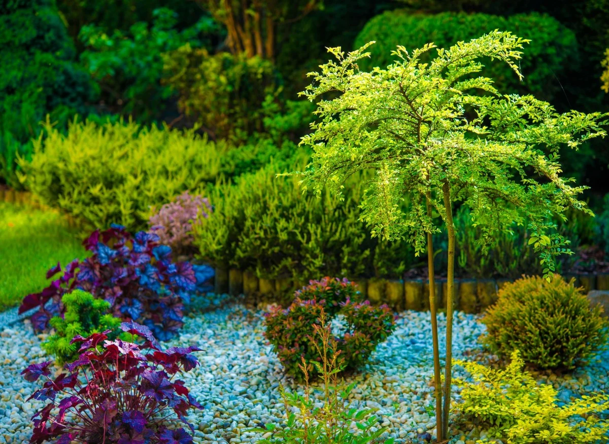 W każdym ogrodzie znajdzie się miejsce choćby na jedno drzewko