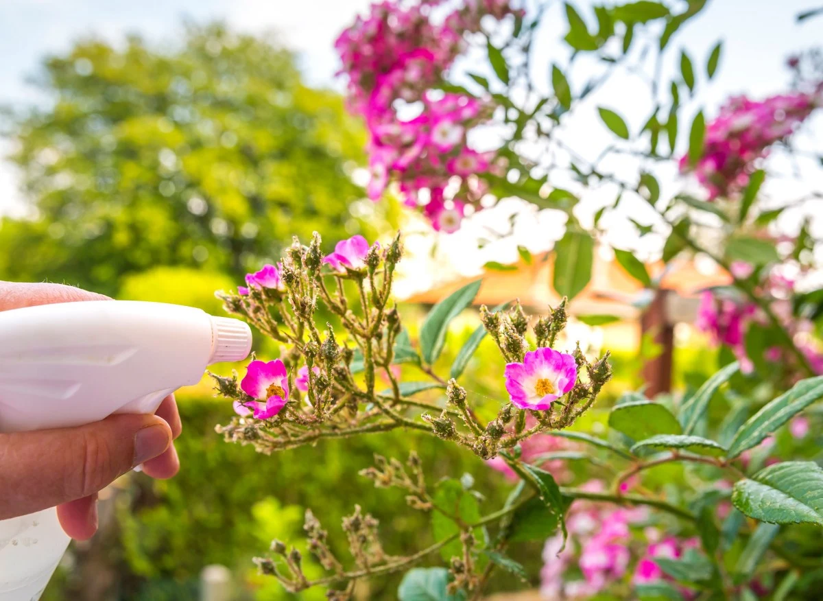 Czy ocet sprawdzi się jako środek ochrony roślin