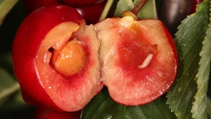 Początkowo obecność nasionnic trześniówek jest nieobecna