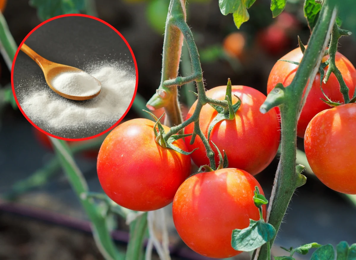 Soda ma wszechstronne zastosowanie w ogrodzie