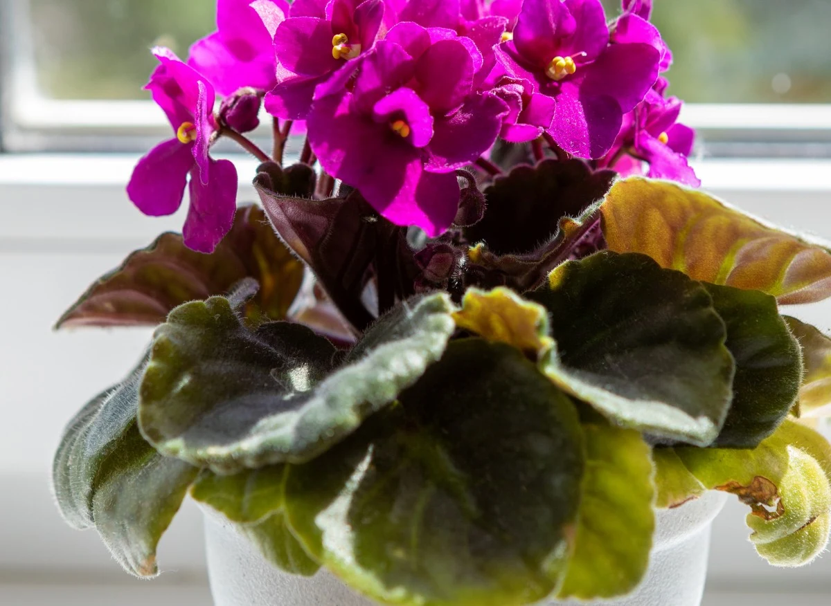 Najczęściej nieodpowiednia pielęgnacja doprowadza do gnicia liści