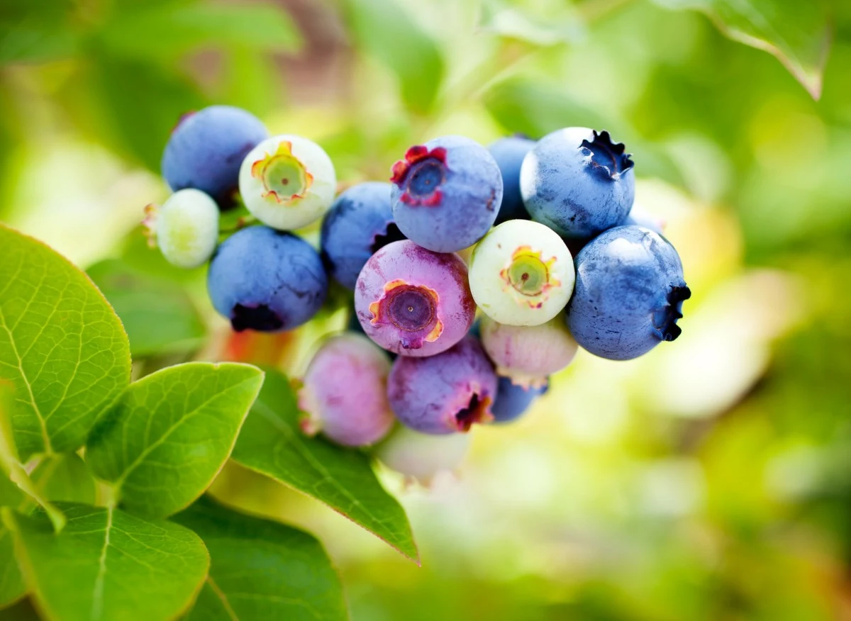 Borówka kwitnie w maju i czerwcu, natomiast owoce daje od lipca do września