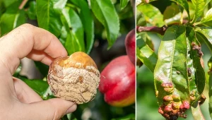 Stosując opryski, możesz spowolnić rozprzestrzeniania się choroby i wzmocnić drzewko.