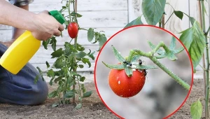 Mszyce na pomidorach żerują przede wszystkim na liściach, pędach oraz pąkach kwiatowych.