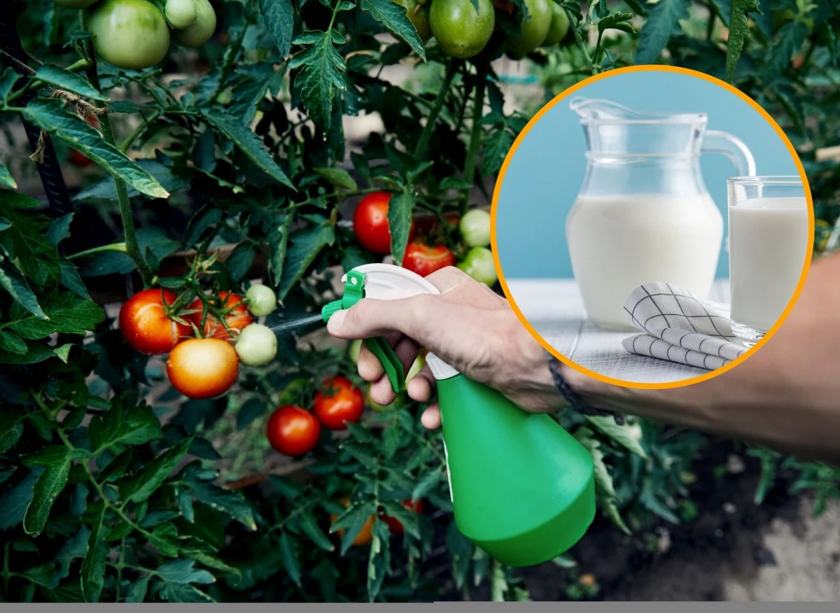 Pomidory są dość trudne w uprawie i często łapią je choroby