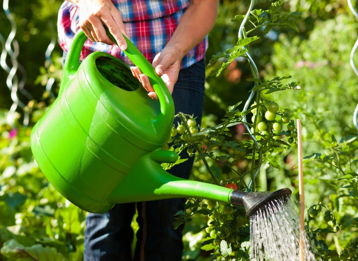 Poznaj najważniejsza zasady podlewania roślin ogrodowych