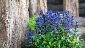 W krótkim czasie stworzysz we własnym ogrodzie urokliwy, kwitnący dywan, który pozostanie nienaruszony również w mniej mroźne zimy.