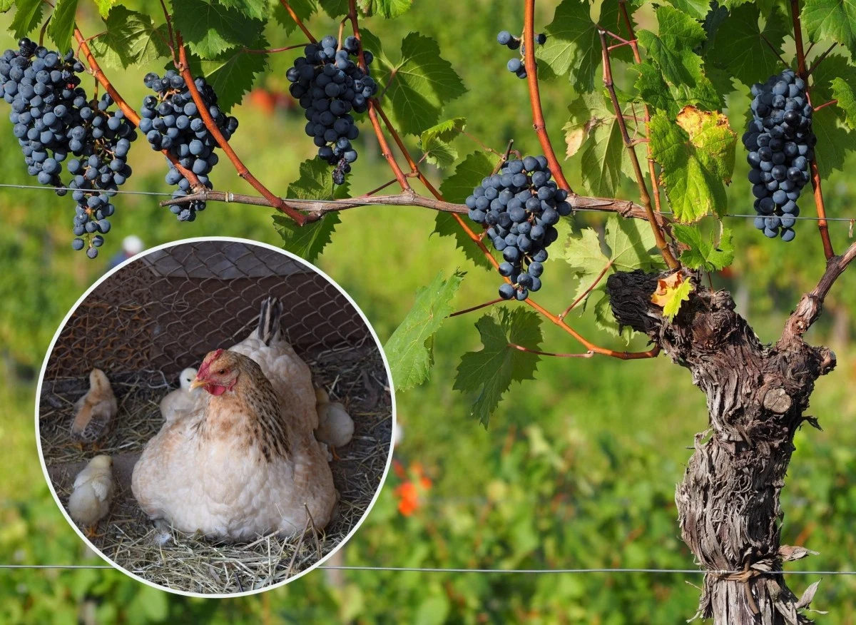Smak winogron zależy od nawożenia winorośli, dlatego nawozy należy stosować z umiarem