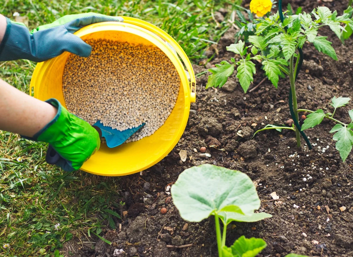 Wiosną możemy zasilać warzywa na wosami organicznymi, mineralnymi i roślinnymi