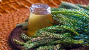 Sosna zwyczajna nie jest tak „zwyczajna” jak to z pozoru wygląda. Natomiast może być sprzymierzeńcem w walce z różnymi dolegliwościami.