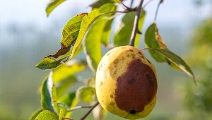 Najczęstszymi chorobami drzew owocowych są różne odmiany infekcji grzybowych