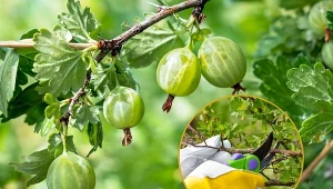 Agrest to krzew, który warto mieć w swoim ogrodzie.