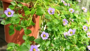 Eksakum bywa nazywane również goryczką tropikalną i fiołkiem perskim