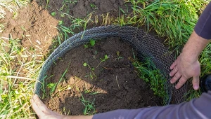 Poznaj domowe sposoby na kreta w ogrodzie.