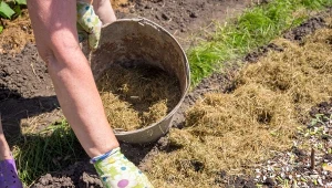 Ściółkowanie warzyw. Co najlepiej stosować do ściółkowania