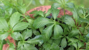 Jiaogulan jest interesującym pnączem, który może uświetnić wschodni lub zachodni zakątek ogrodu.