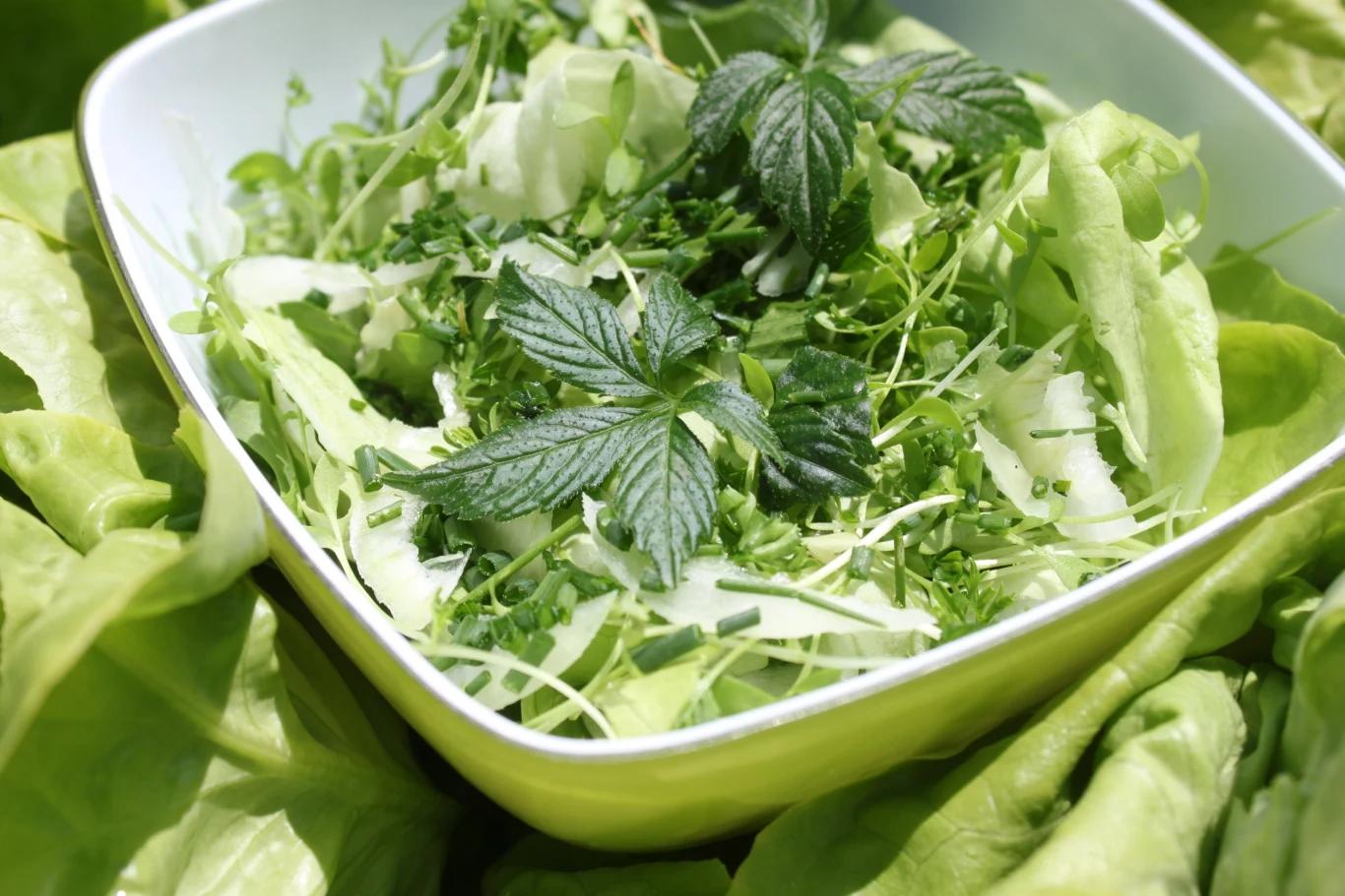 Zioło długowieczności jest nazywane pięciolistnym żeń-szeniem