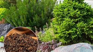 Drzewa iglaste nie wymagają kosztownej pielęgnacji. Dlatego ich nawożenie warto zacząć od domowych sposobów.