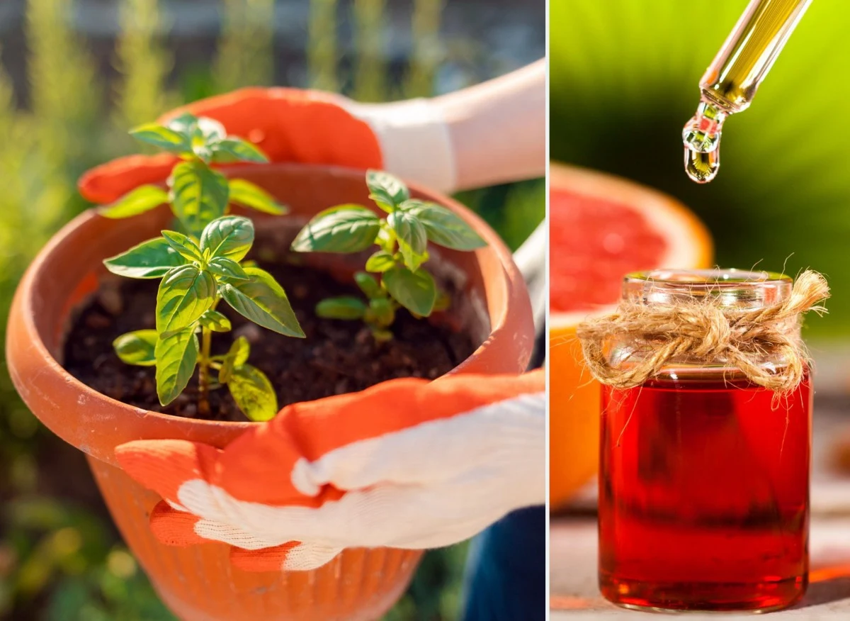 Ekstrakt z grejpfruta możesz łączyć z innymi preparatami pochodzenia naturalnego oraz z opryskami chemicznymi