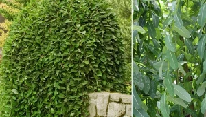 Wierzba w każdym wydaniu jest idealną ozdobą dla ogrodu.