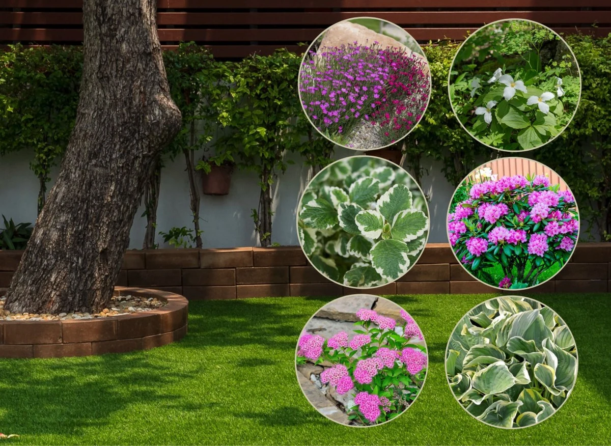 Projektując ogród w cieniu, warto posadzić tylko takie rośliny, które dobrze tolerują stosunkowo ciemne stanowiska