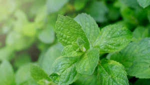 Mięta pieprzowa jest chętnie uprawiana w przydomowych ogrodach
