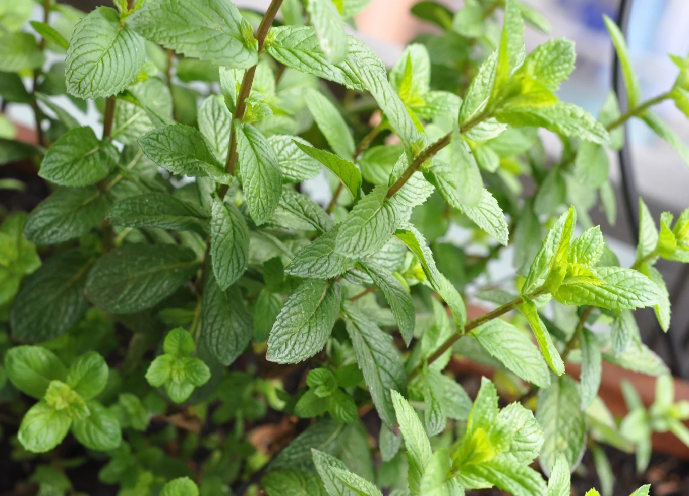 Mięta pieprzowa ma zastosowanie w medycynie naturalnej