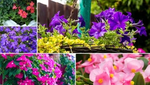 Rośliny balkonowe są nieodłącznym elementem letniej dekoracji balkonu.