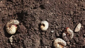 Pędraki to bardzo uciążliwe szkodniki, które często atakują nieprawidłowo utrzymywane trawniki.