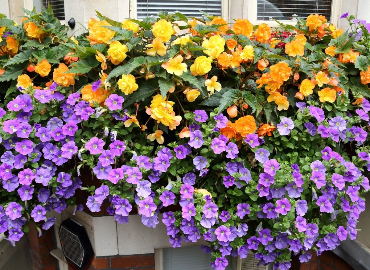 Jak pielęgnować surfinie i petunie, żeby cieszyć się ich bujnym kwitnieniem przez cały sezon