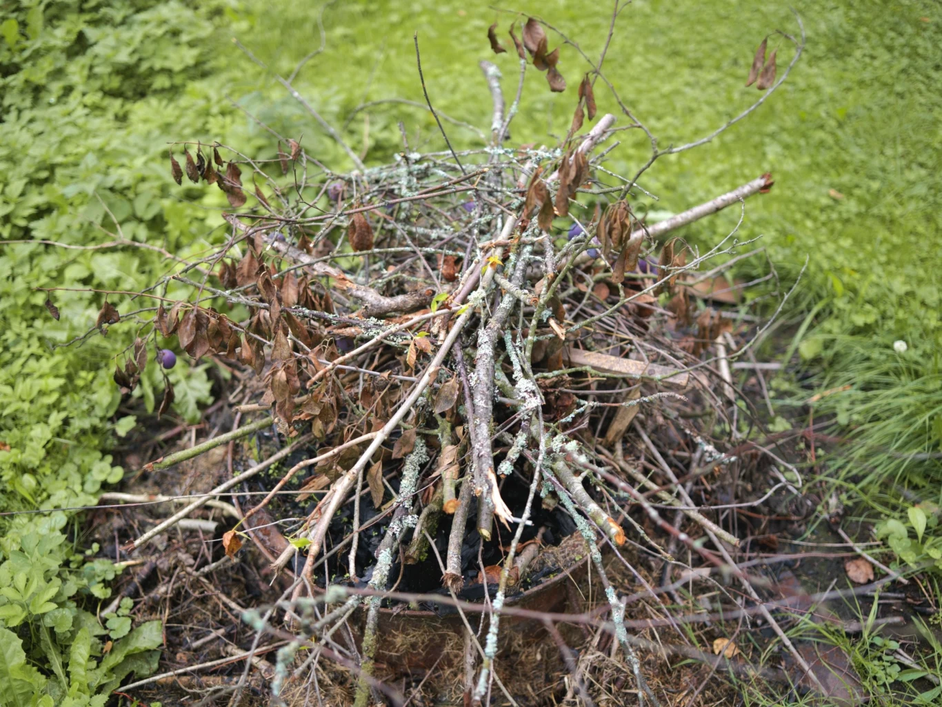 Aby uzyskać pozwolenie na zbieranie chrustu, należy zgłosić się do najbliższego leśnika w okolicy