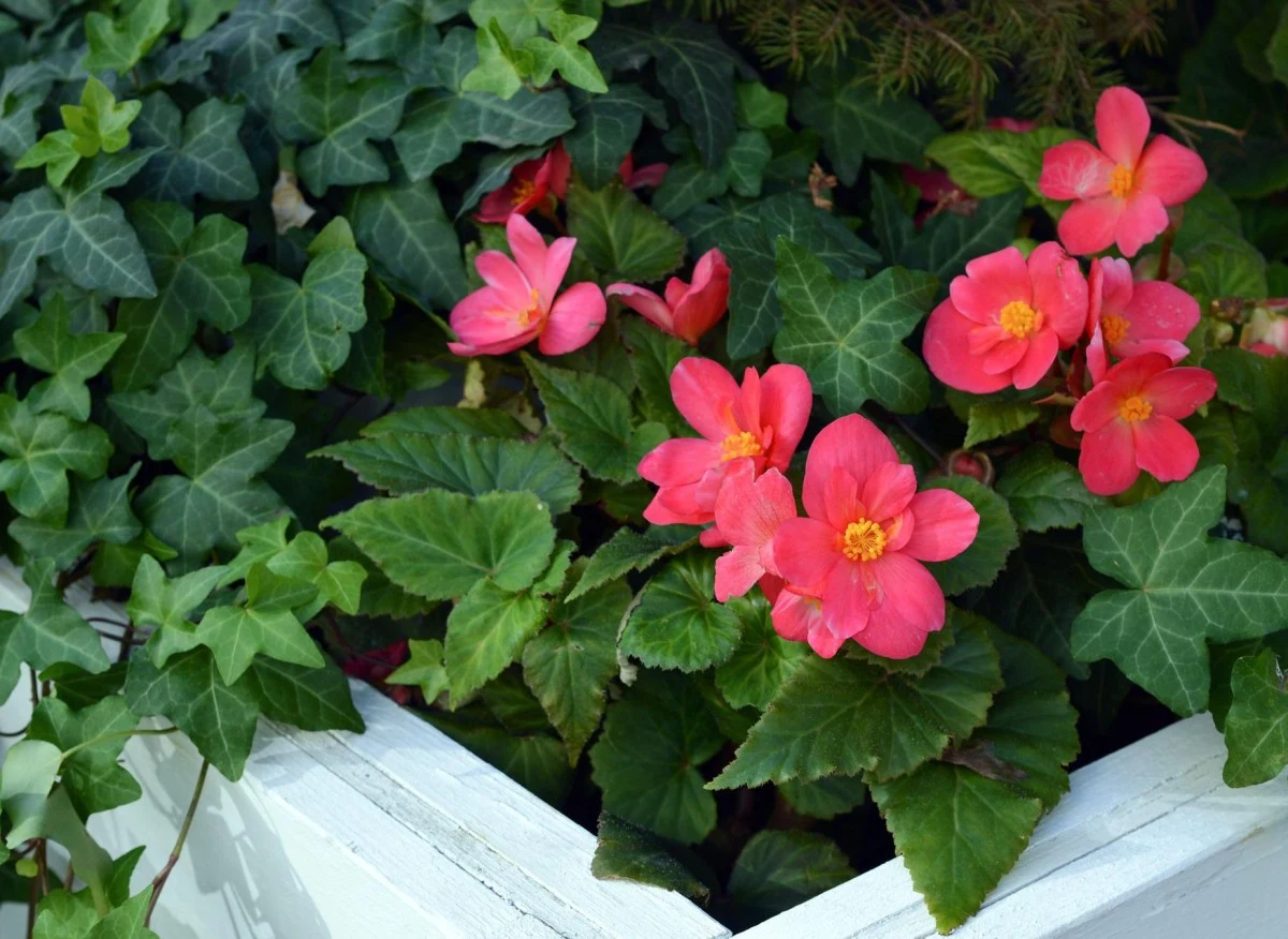 Na zacienionym balkonie słońce świeci mniej niż 3 godziny