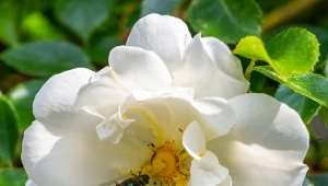 Zjedzenie owoców, które zostały pokryte insektycydami, jest szkodliwe dla zdrowia.